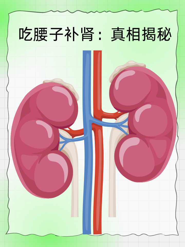 吃腰子补肾：真相揭秘