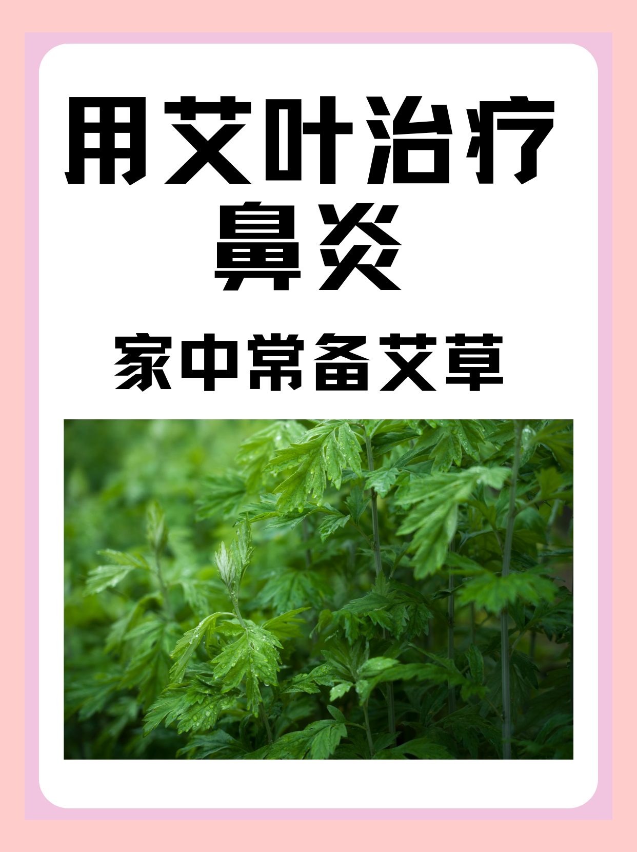 用艾叶治疗鼻炎，家中常备艾草！