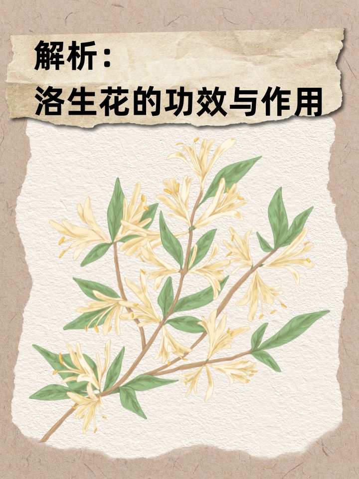 解析：洛生花的功效与作用