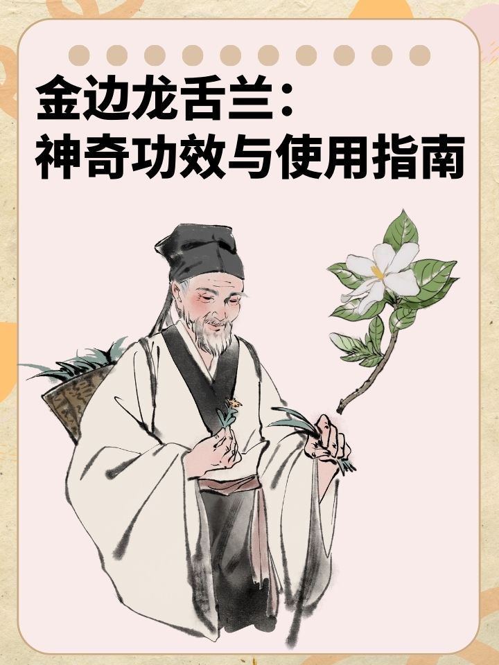 金边龙舌兰：神奇功效与使用指南