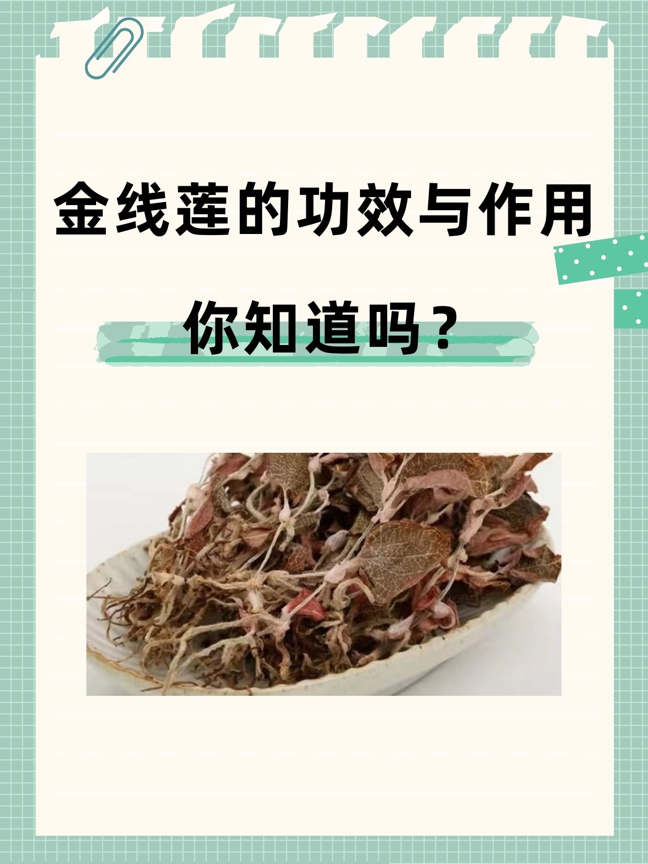 金线莲的功效与作用，你知道吗？