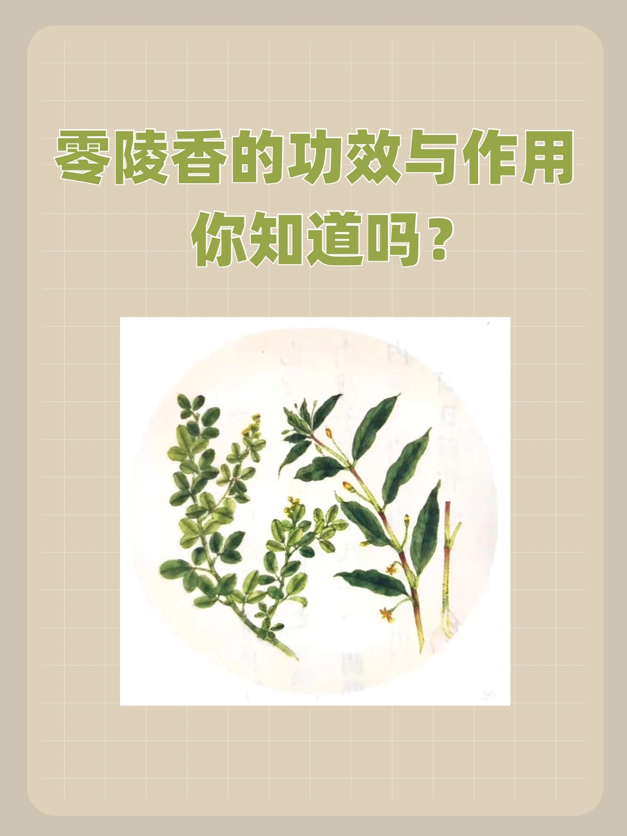 零陵香的功效与作用，你知道吗？