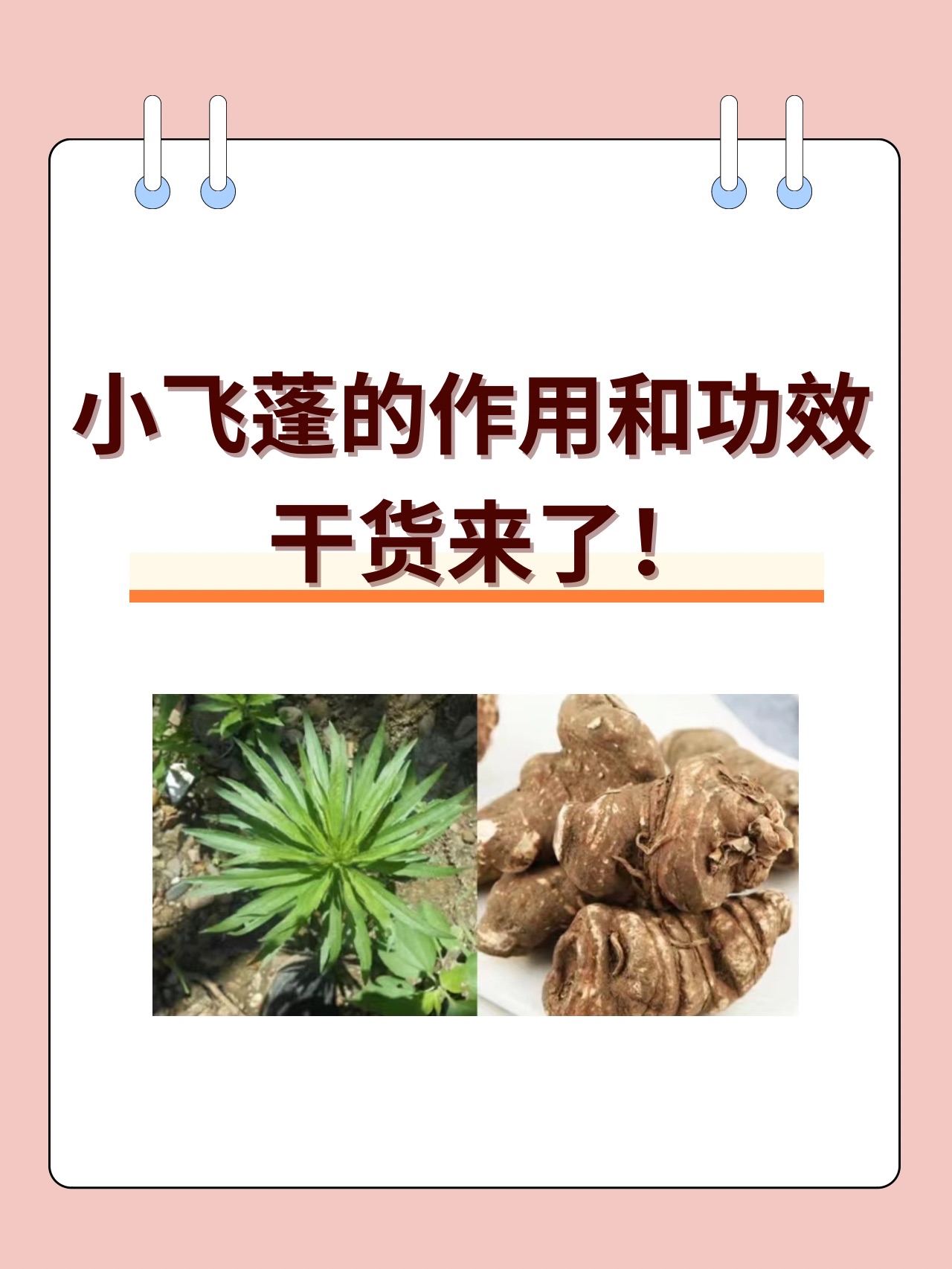 小飞蓬的作用和功效，干货来了！