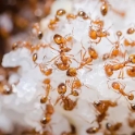红火蚁有啥危害，如何防治？看看专家怎么说
