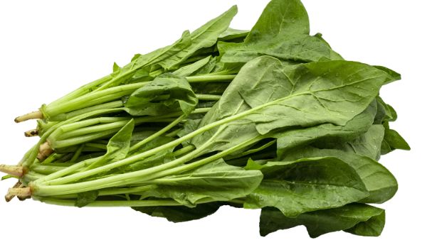 豆腐和菠菜能一起吃吗