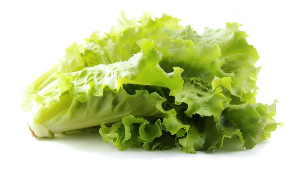 肾结石能吃生菜吗