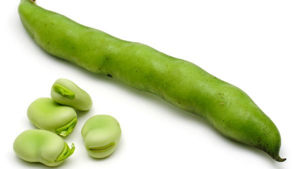 蚕豆病不能吃那些东西吗