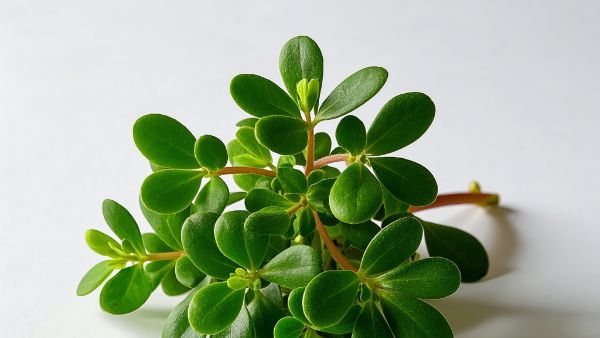 马齿苋能治皮肤病吗