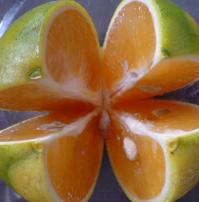 橙子核