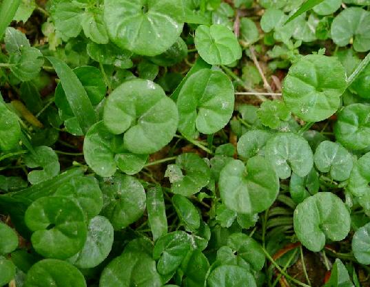 小金钱草