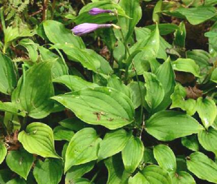 紫玉簪叶