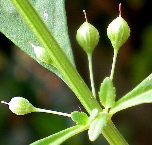 野甘草