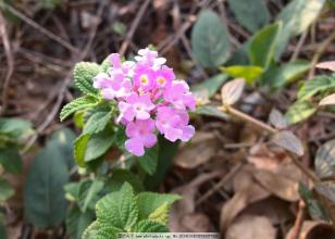 狗屎花根