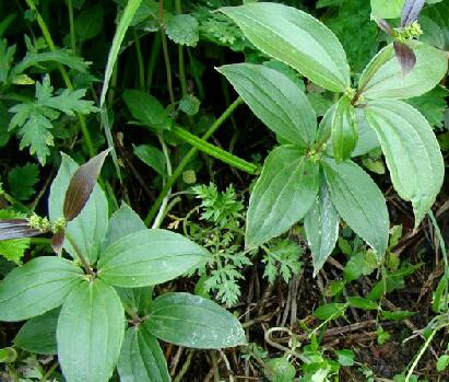 绿葡萄藤(《贵州民间药物》),喜马拉雅爬山虎(《贵州草药》),小红藤是