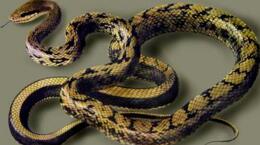 黄颔蛇